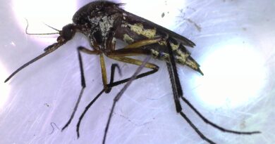 Llaman a identificar al mosquito transmisor y eliminar criaderos
