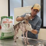 UPA rescata 48 perros en situación crítica en el centro de Mérida