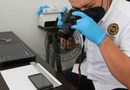 Ocho imputados por narcomenudeo, tras cateo en Ticul