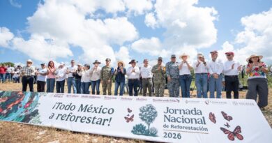 Reforesta Renacimiento Maya 292 hectáreas con más de 64 mil plantas