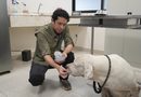 Ayuntamiento da seguimiento al caso de los perros de la colonia Bojórquez