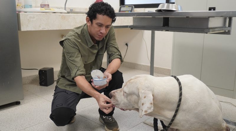 Ayuntamiento da seguimiento al caso de los perros de la colonia Bojórquez