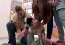 Cookis encuentra un hogar con “Haz Match y Adopta”