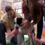 Cookis encuentra un hogar con “Haz Match y Adopta”