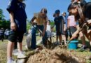 Superamos la meta de árboles plantados en la Cruzada Forestal 2026: CPL