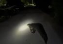 CAPTAN ENORME COCODRILO EN PLAYA DE SISAL