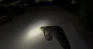 CAPTAN ENORME COCODRILO EN PLAYA DE SISAL