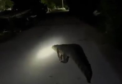 CAPTAN ENORME COCODRILO EN PLAYA DE SISAL