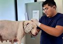 Oso y Blanquis fueron entregados voluntariamente al CEMAA por su tutor