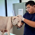 Oso y Blanquis fueron entregados voluntariamente al CEMAA por su tutor