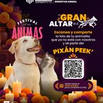 Pixán Peek, oportunidad para recordar a perros y gatos que dejaron huella