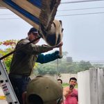 RESCATAN A OSO HORMIGUERO EN KANASÍN