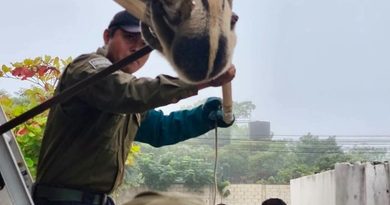 RESCATAN A OSO HORMIGUERO EN KANASÍN