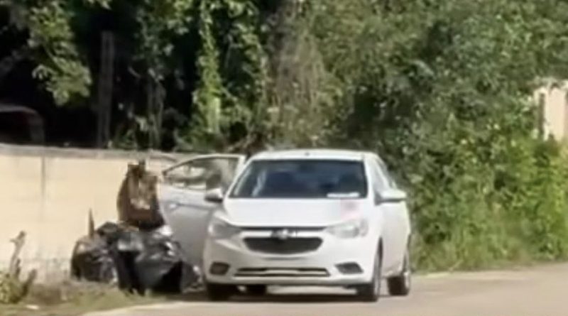 Ayuntamiento solicita intervención del Juez Cívico por presunto depósito ilegal de basura en Valle Dorado